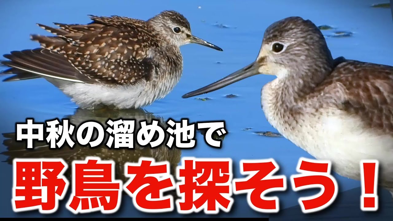 渡り鳥のシーズン到来！水辺に集う野鳥を観察してみよう！