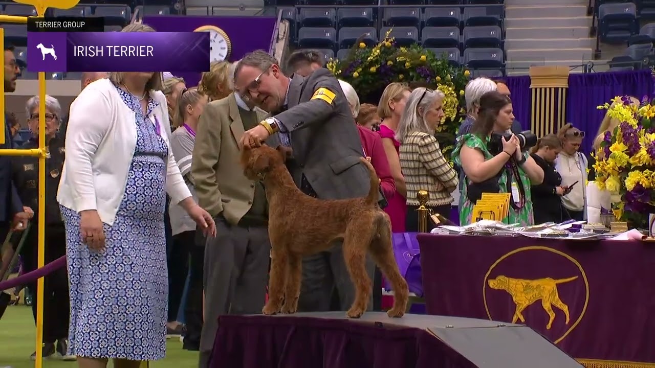 Irish Terriers | Breed Judging 2024