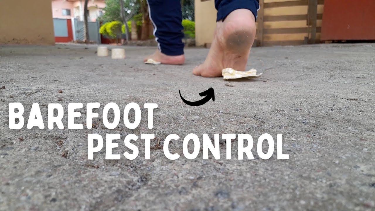 Pest control | Barefoot Homestead