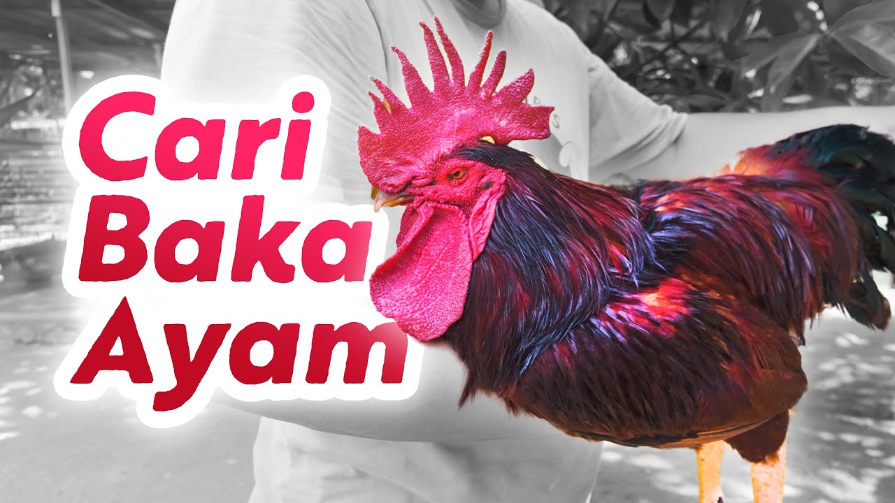 Yey! Jumpa baka ayam terbaik untuk saya | Rhode Island Red