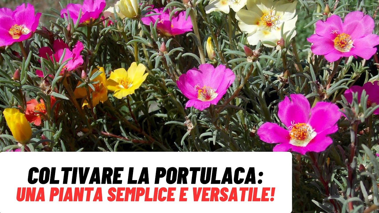 La PORTULACA: un'ornamentale rustica e colorata! - W&A Gardens: orto e giardino