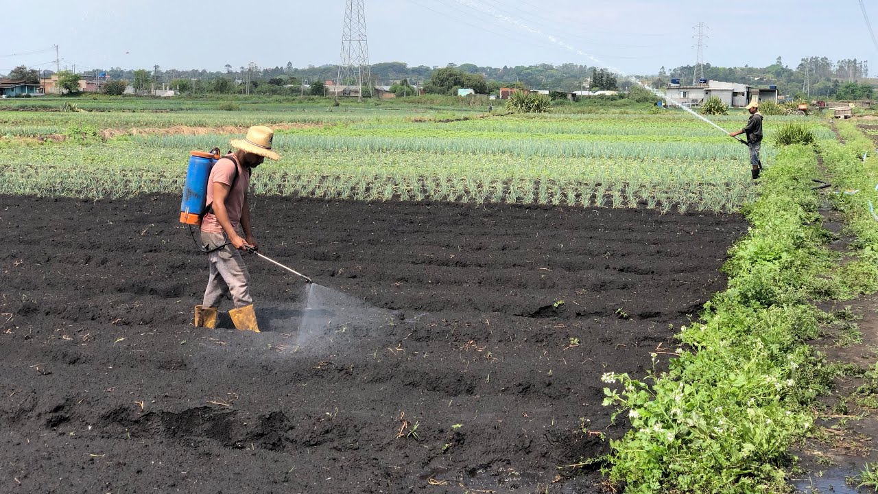Agricultor Pulverizando Horta. Mata o Mato do coentro e da SALSA 🌿
