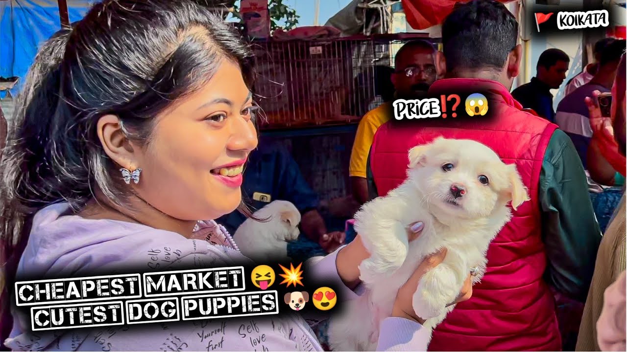 Cheap Price Dog In Kolkata | Gallif Street Pet Market Kolkata | Recent Dog Puppy Price Update | Dogs