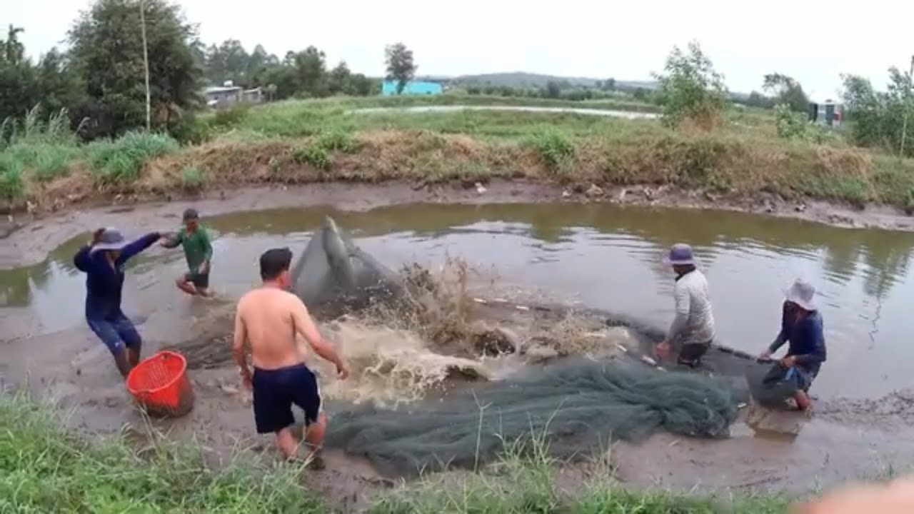 mê câu cá|cận cảnh bắt cá hải tượng siêu khổng lồ|người yếu tim đừng xem nhé