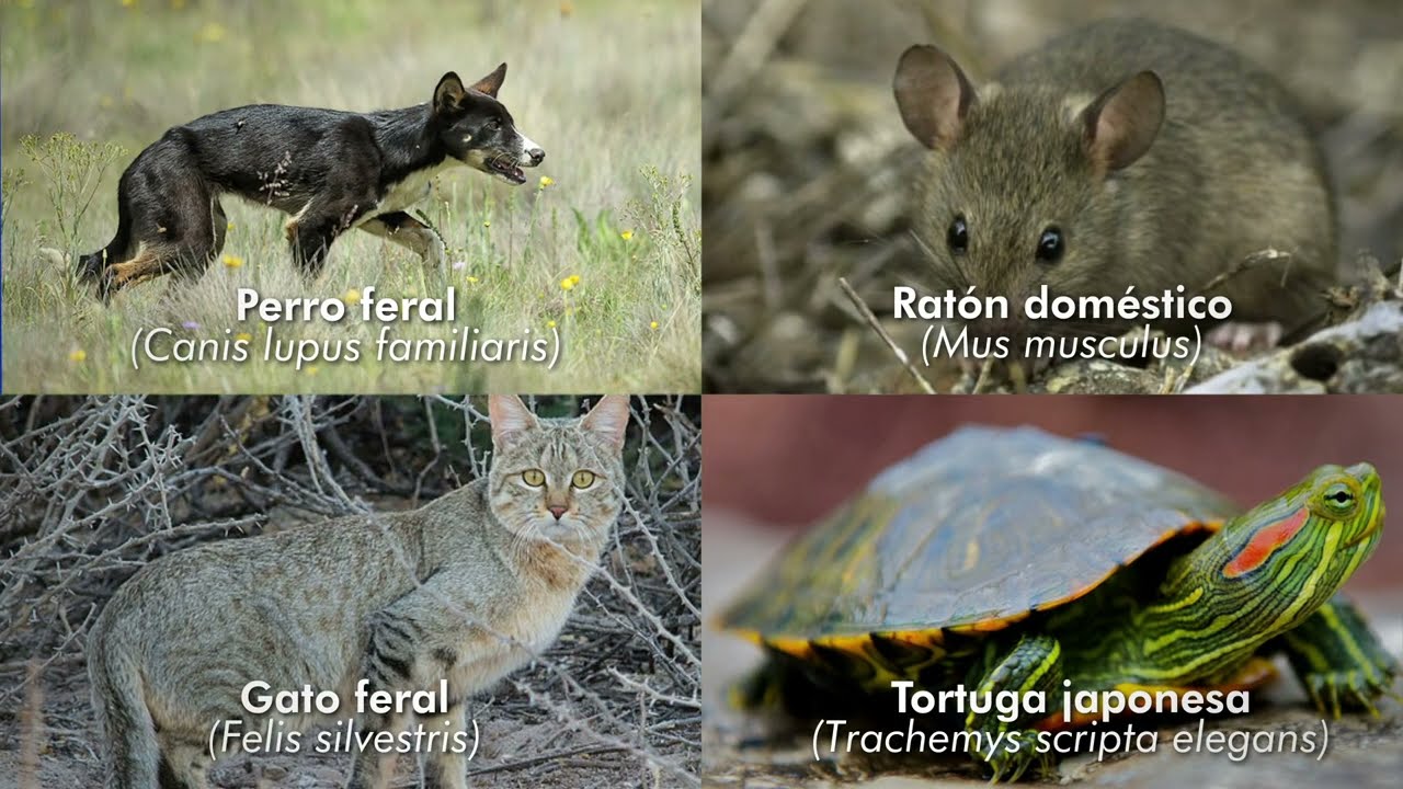 ¿Qué son las ESPECIES EXÓTICAS INVASORAS?