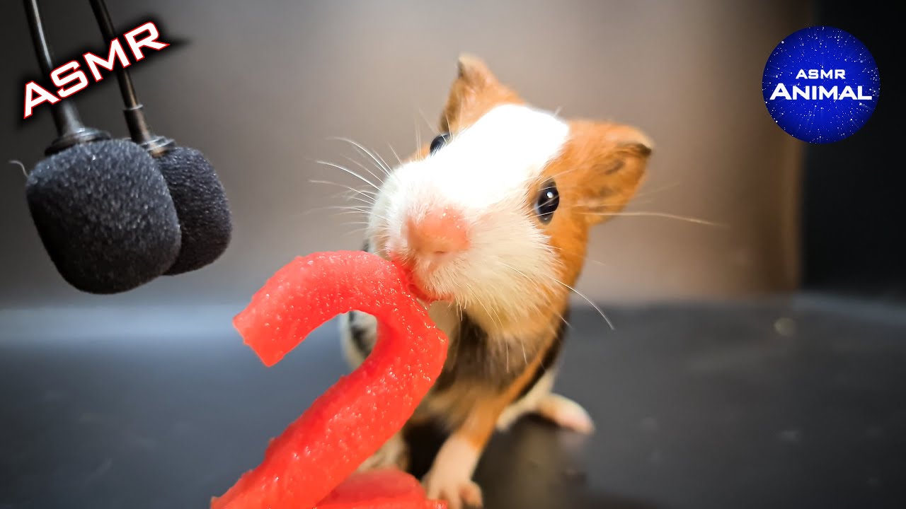Guinea Pig Eating Watermelon ASMR #2