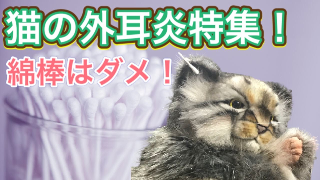 【パペット獣医】猫の外耳炎の特集。症状、原因、治療。お手入れの注意点も解説
