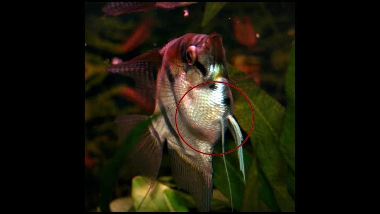 Como tratar extreñimiento en peces dosis