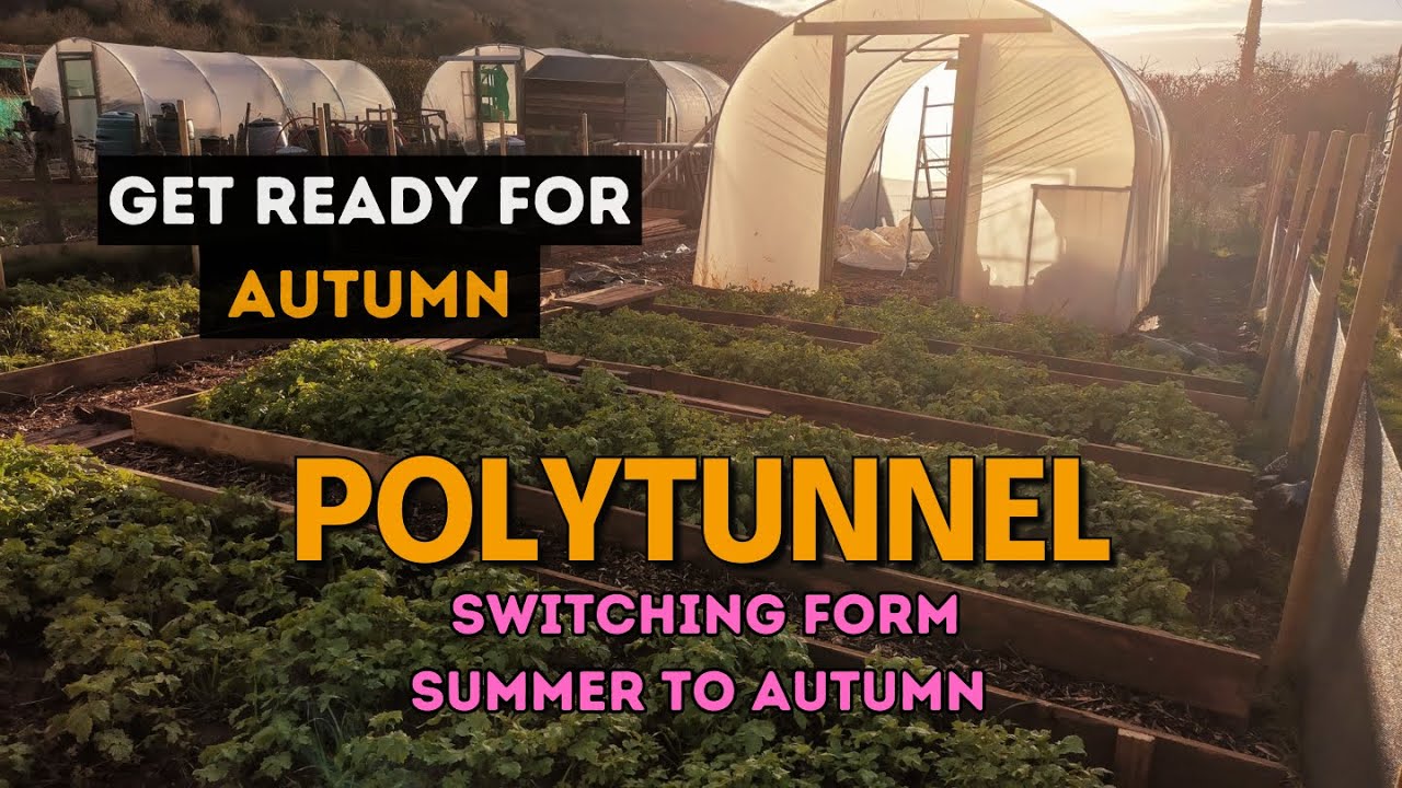 Allotment Polytunnel prep for AUTUMN winter | Extend Growing Season