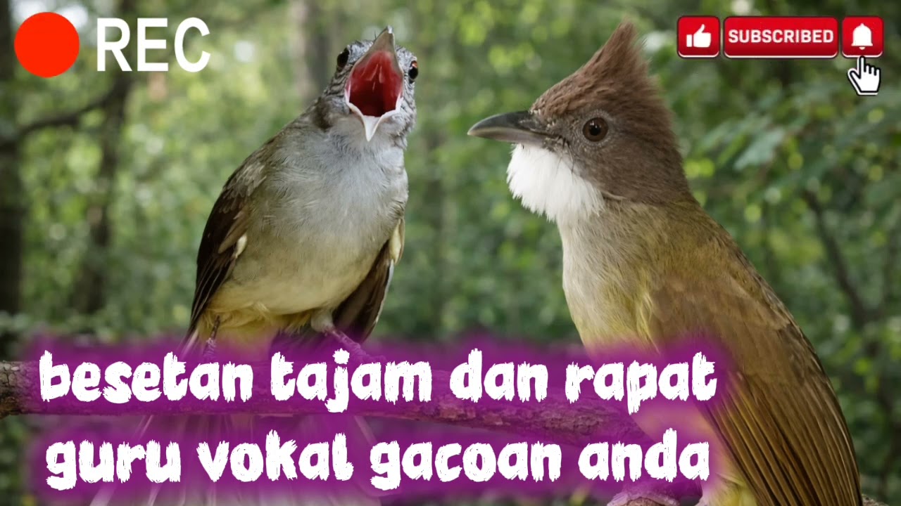 Kombinasi masteran cucak jenggot vs kapas tembak yang cocok untuk kicau bakalan anda 