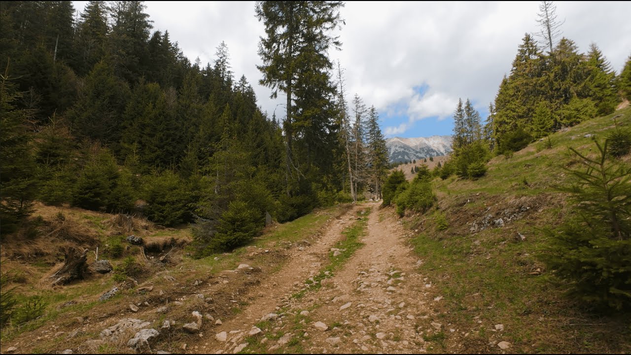 Walking Through the Forest 4K 🌲