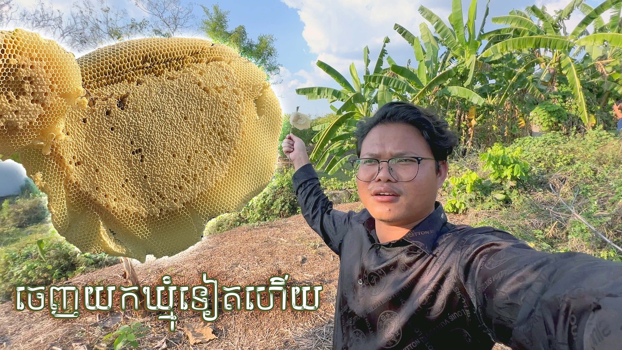 ចេញយកឃ្មុំផ្លិតទៀតហើយ | How to find honeybee