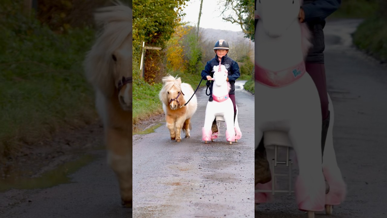 Taking mouse out on my @ponycycle #horse #showjumping #equestrian #horsefan #pony #stallion