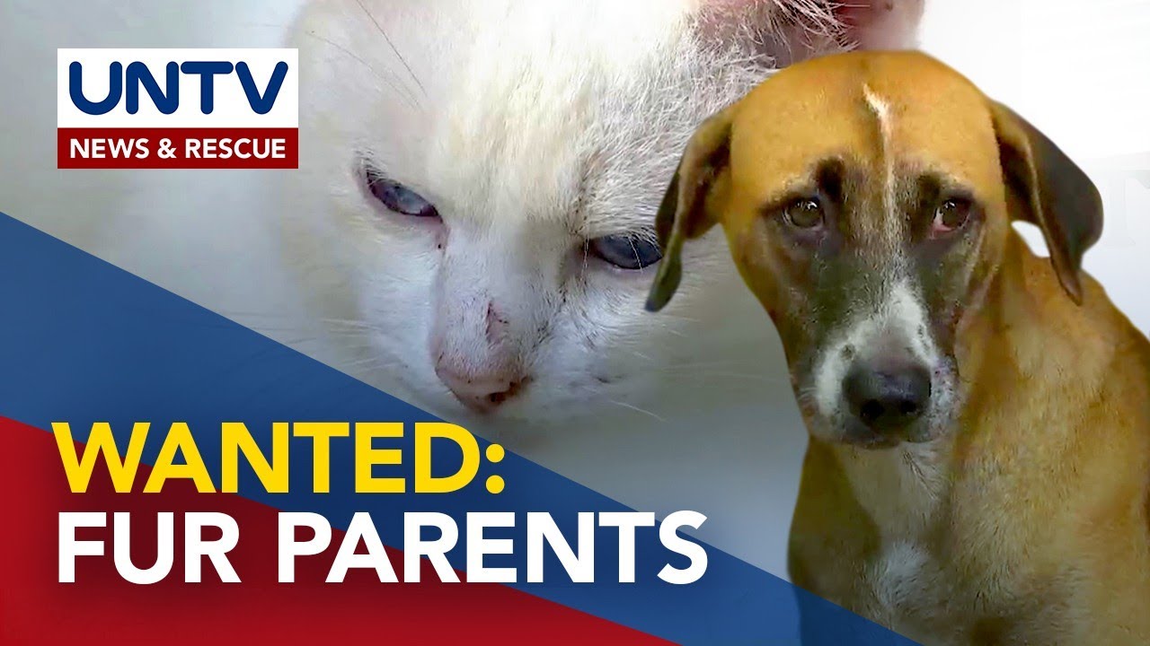 Higit 200 aso at pusa, ipinapaampon ng animal shelter na nahaharap sa banta ng closure