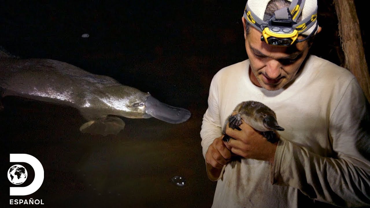 &iexcl;Conoce al incre&iacute;ble ornitorrinco! | Wild Frank | Discovery en Espa&ntilde;ol