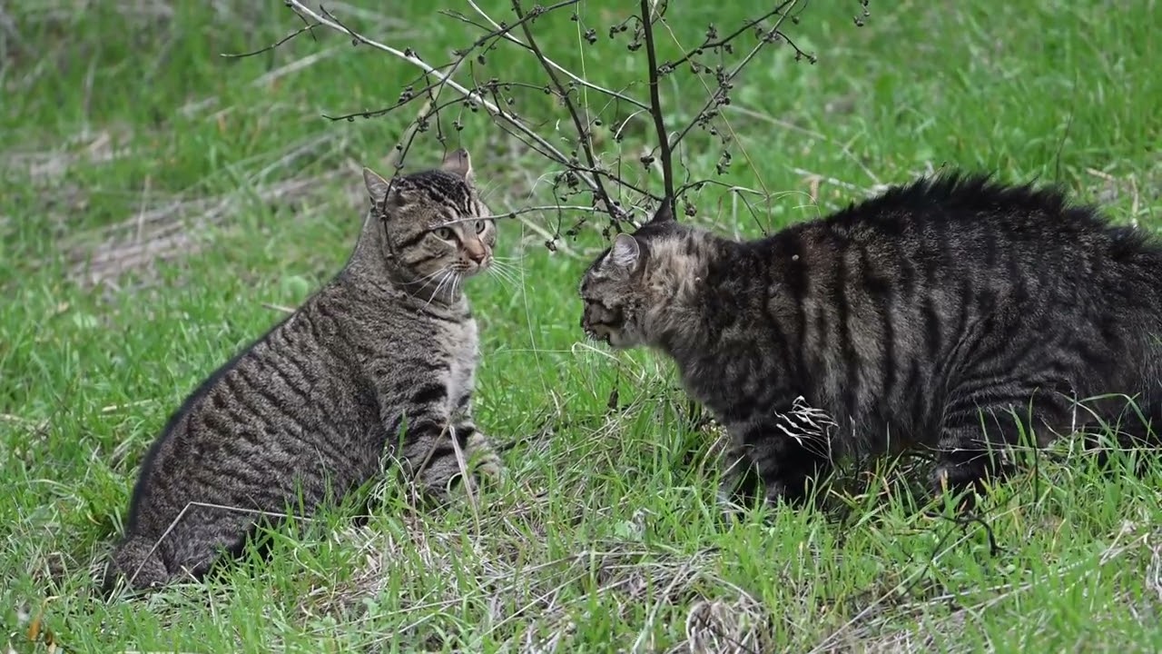 Cat fight - The highlight of the clip happens around the 55-second mark!