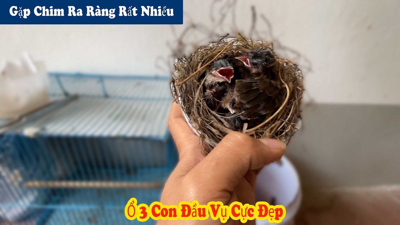 Chiến Ơi | Đi Lụm T.ổ Chim Đầu Mùa Cực Đẹp