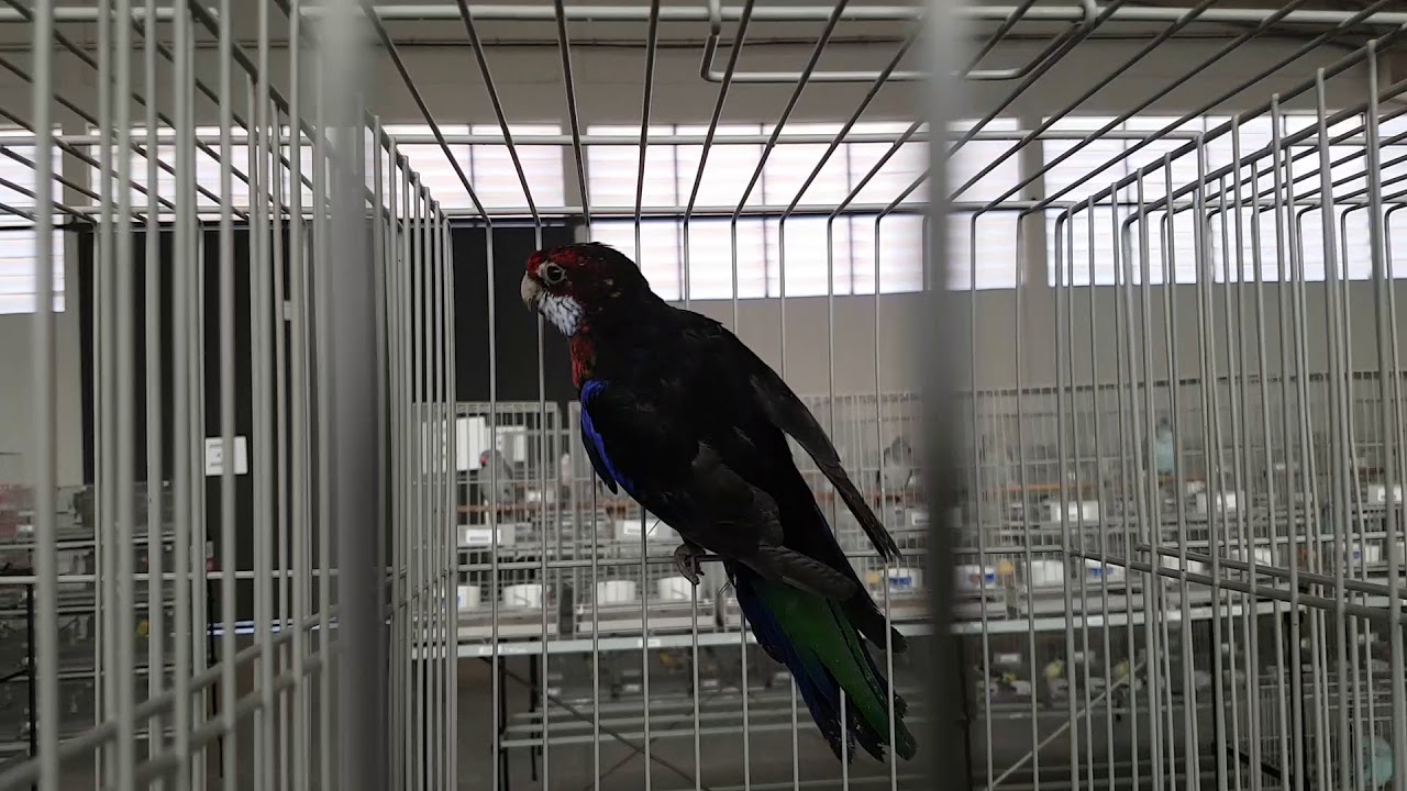 ALGUNS DO BICO TORTO DO CAMPEONATO BRASILEIRO DE 2018