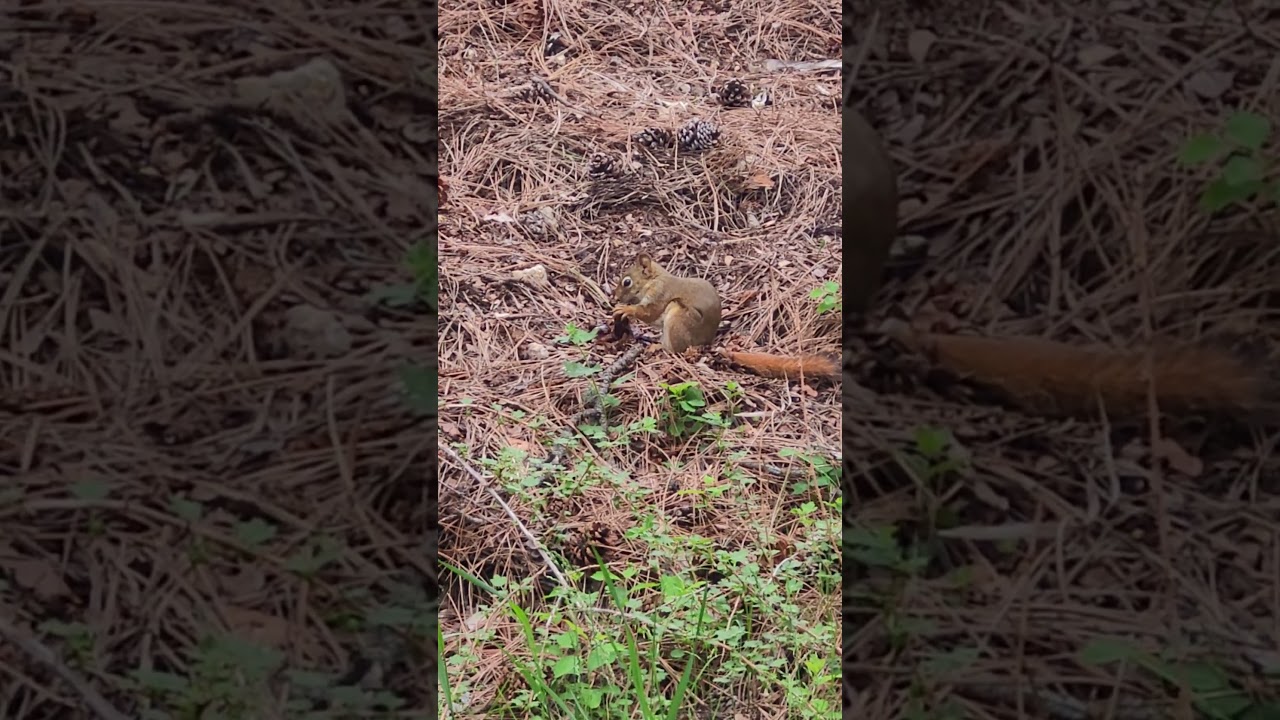 squirrel snacking #yummy #squirrel #eating #blackhills #wildlife #southdakota