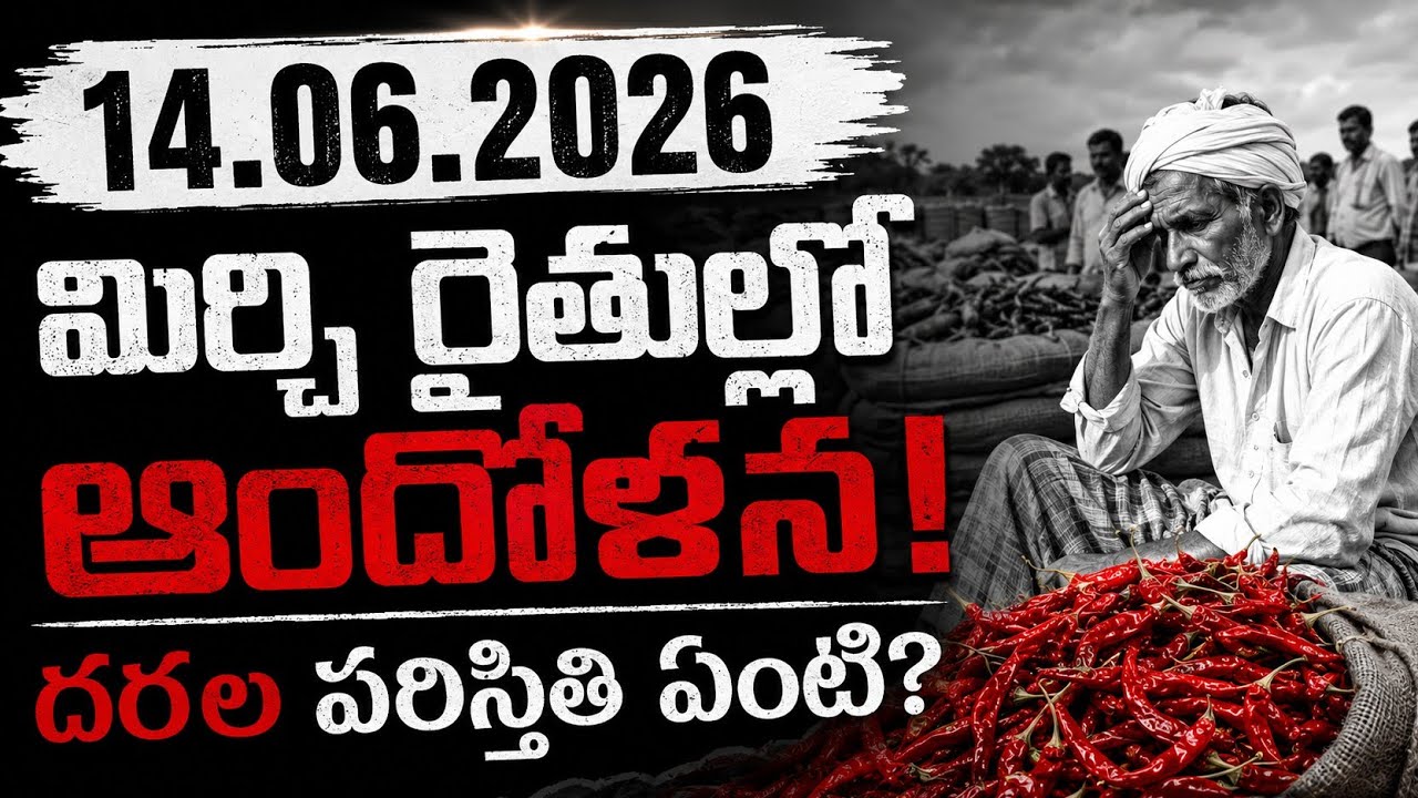 14-06-2026 Guntur Mirchi Market Price || Today #mirchiRates In market || Mirchi Rate Increase ??