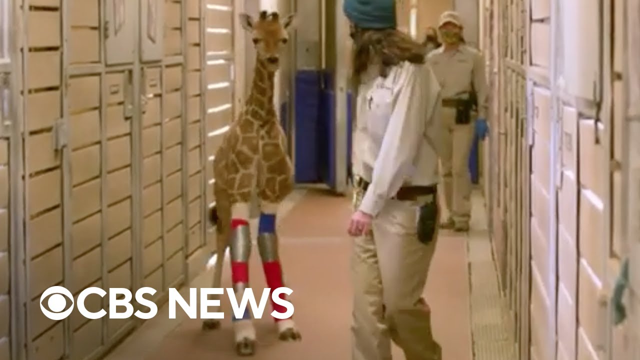 3-month-old giraffe at San Diego Zoo walks thanks to leg braces