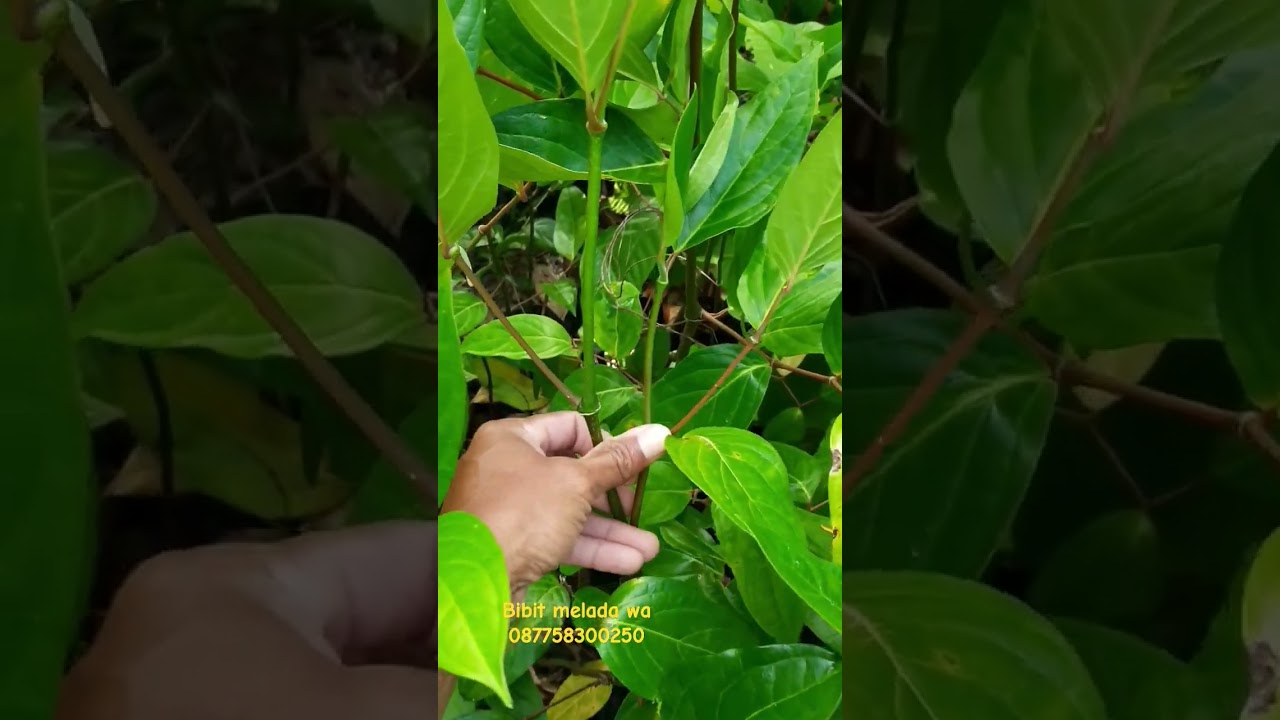 Melada Tanaman Ajaib untuk batang bawah lada #difanurserychannel