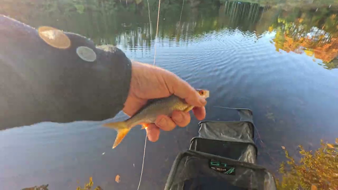 ROACH . PERCH and an unexpected PIke on the fly rod with 4lb line.
