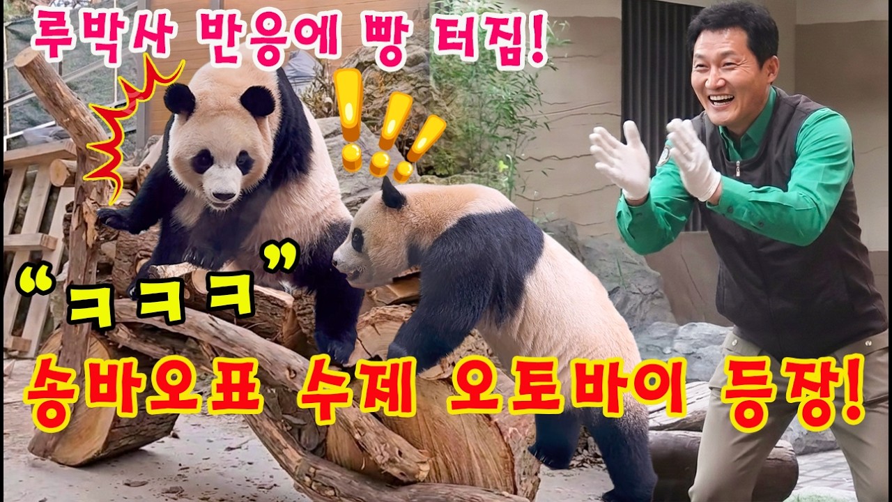 맙소사!!😱 송바오가 만든 오토바이 본 루이바오 후이바오의 극과 극 첫 반응!👀🏍️ 루박사의 엉뚱한 분석에 송바오 웃음 폭발한 사연💨ㅋㅋㅋ
