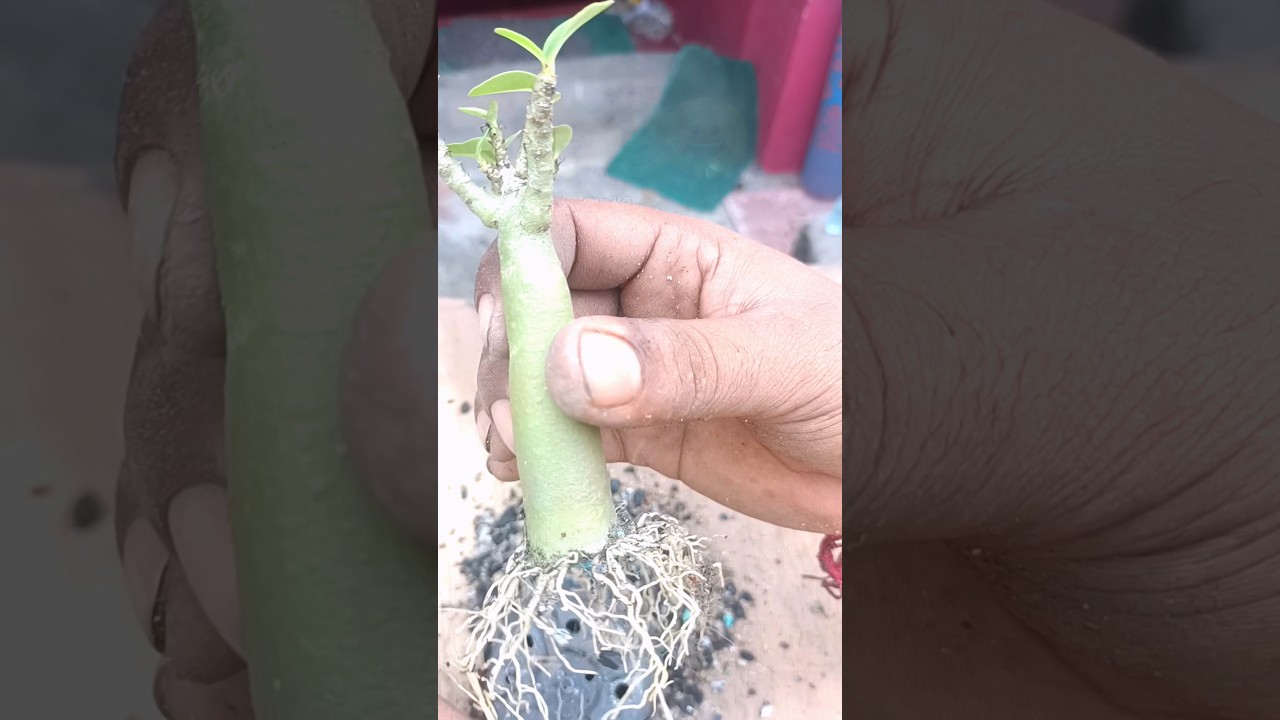 UNIQUE WAY TO SAVE ROTTEN ADENIUM SEEDLINGS AND MAKE RADIAL ROOTS #shorts #viral #education #video