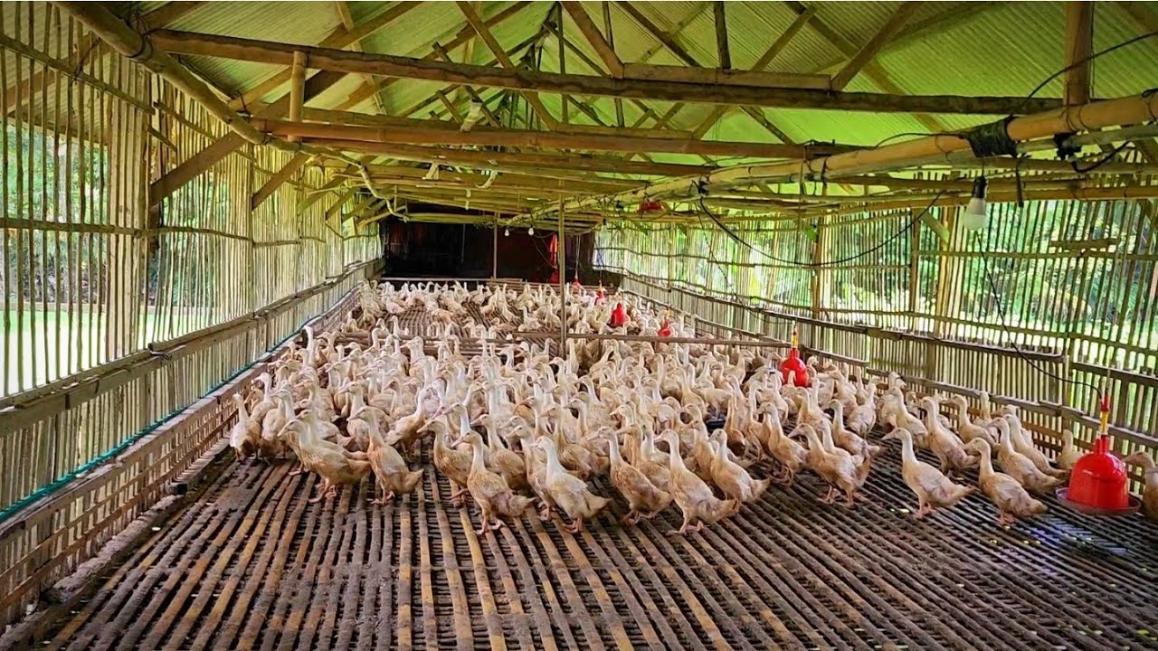 Bekas Kandang Ayam di Jadikan Kandang Bebek Pedaging // Tamu dari Tuban Mas Dimas.