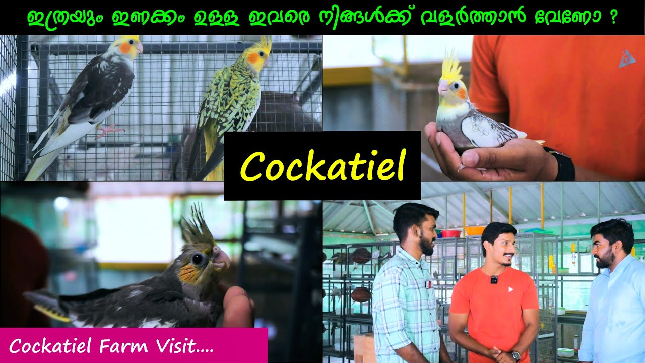 ഇത്രയും ഇണക്കം ഉള്ള Cockatiel നിങ്ങൾക്ക് വളർത്താൻ വേണോ ? 👌👌👌🔥🔥🔥 | Akash's Aviary | Cockatiel farm