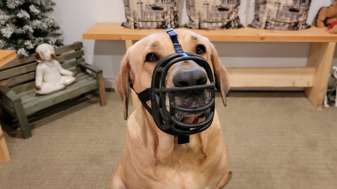 How to train a dog to wear a muzzle