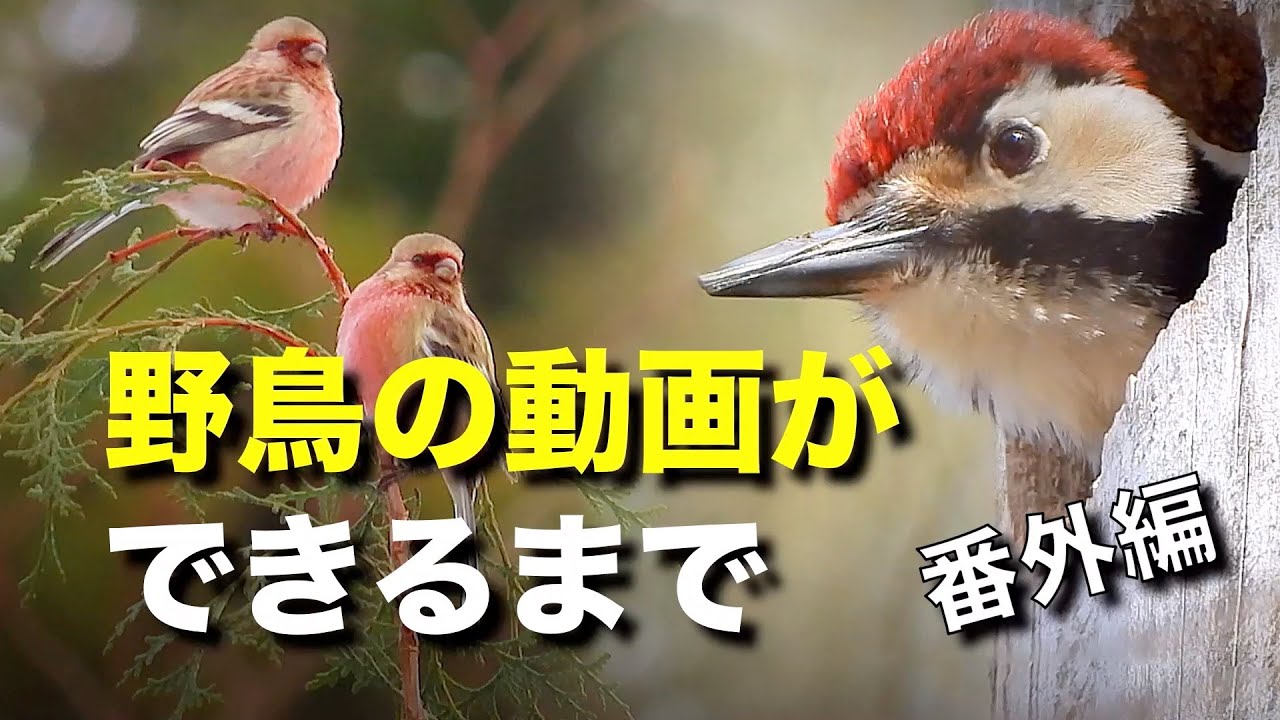 【番外編】野鳥撮影の機材や動画の裏側などを紹介します！