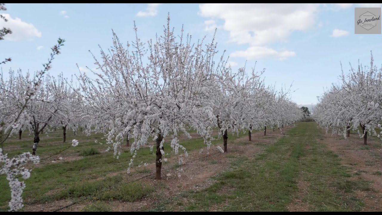 EXPERIENCIA IGC UNIO NUTS   PROYECTO ALMENDRA, UNA OPORTUNIDAD PARA COOPERATIVAS Y AGRICULTORES