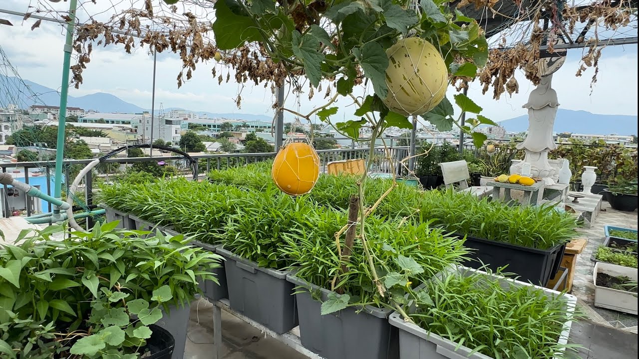 Cách Trồng Rau Muống Nhanh-Thu Được Nhiều Lần