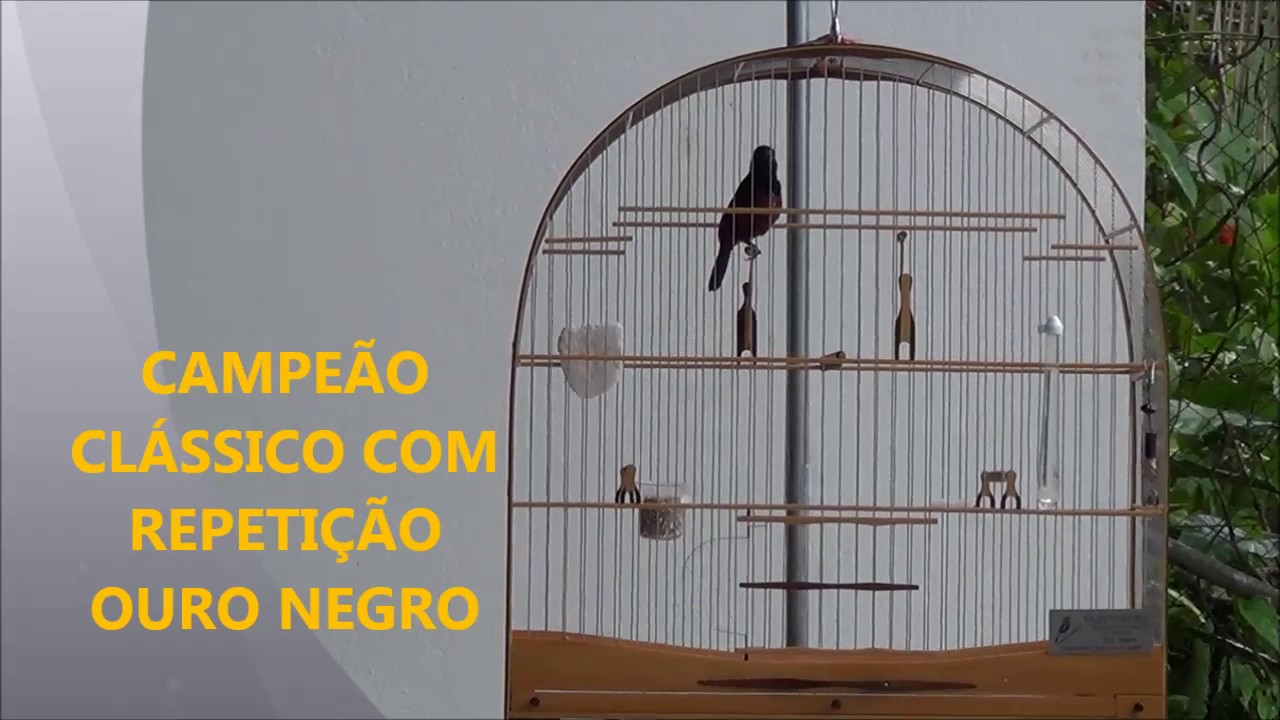CAMPEÃO CLÁSSICO COM REPETIÇÃO OURO NEGRO
