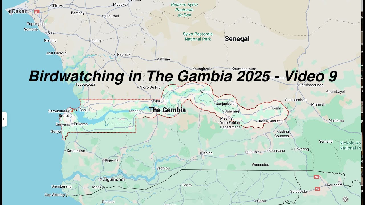 Birdwatching in The Gambia in November 2025 - Video 9 (the finale)
