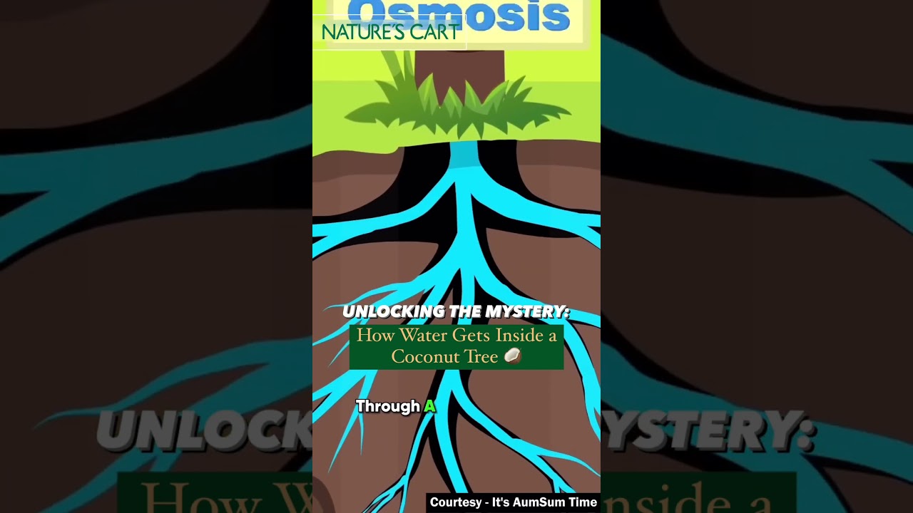 Ever wondered how coconut water gets inside those tall trees? It's all thanks to osmosis! #dubai