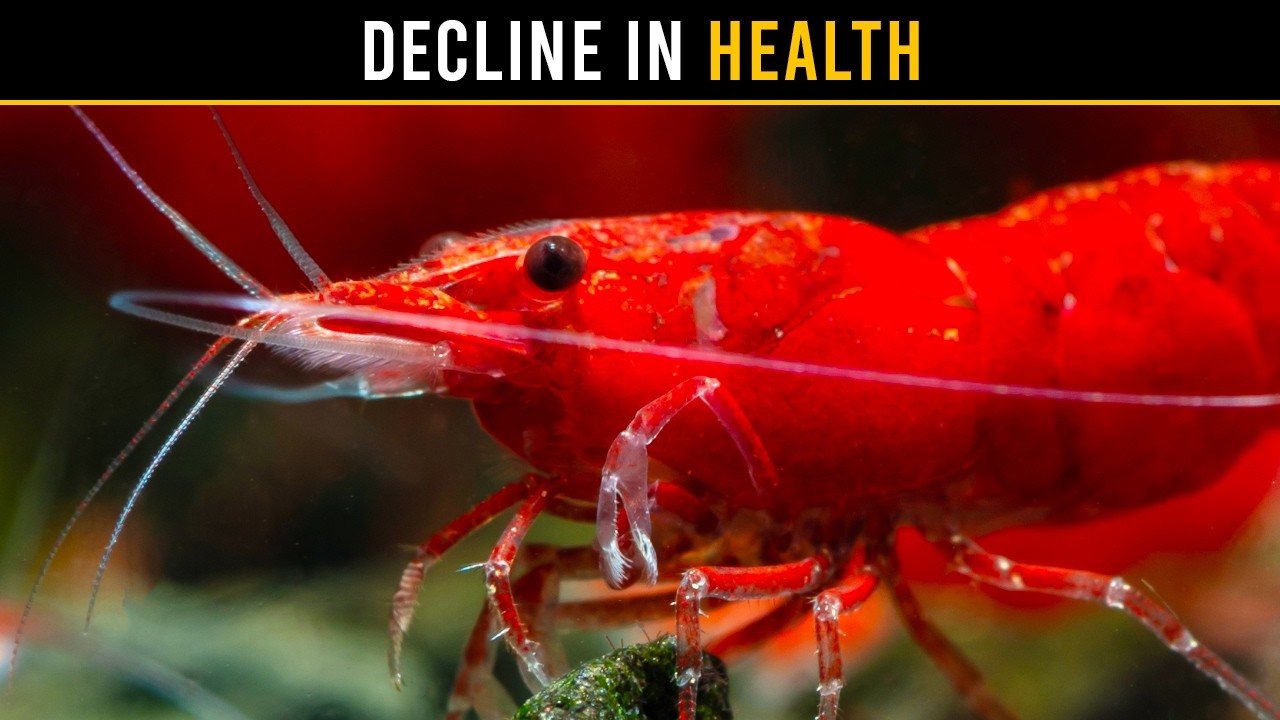Here's Why Aquarium Shrimp DIE In Tanks That Look Perfect