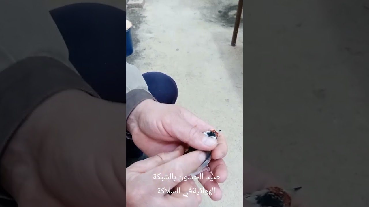 صيد الحسون بالشبكة الهوائية في السلاكة 23ديسمبر2024