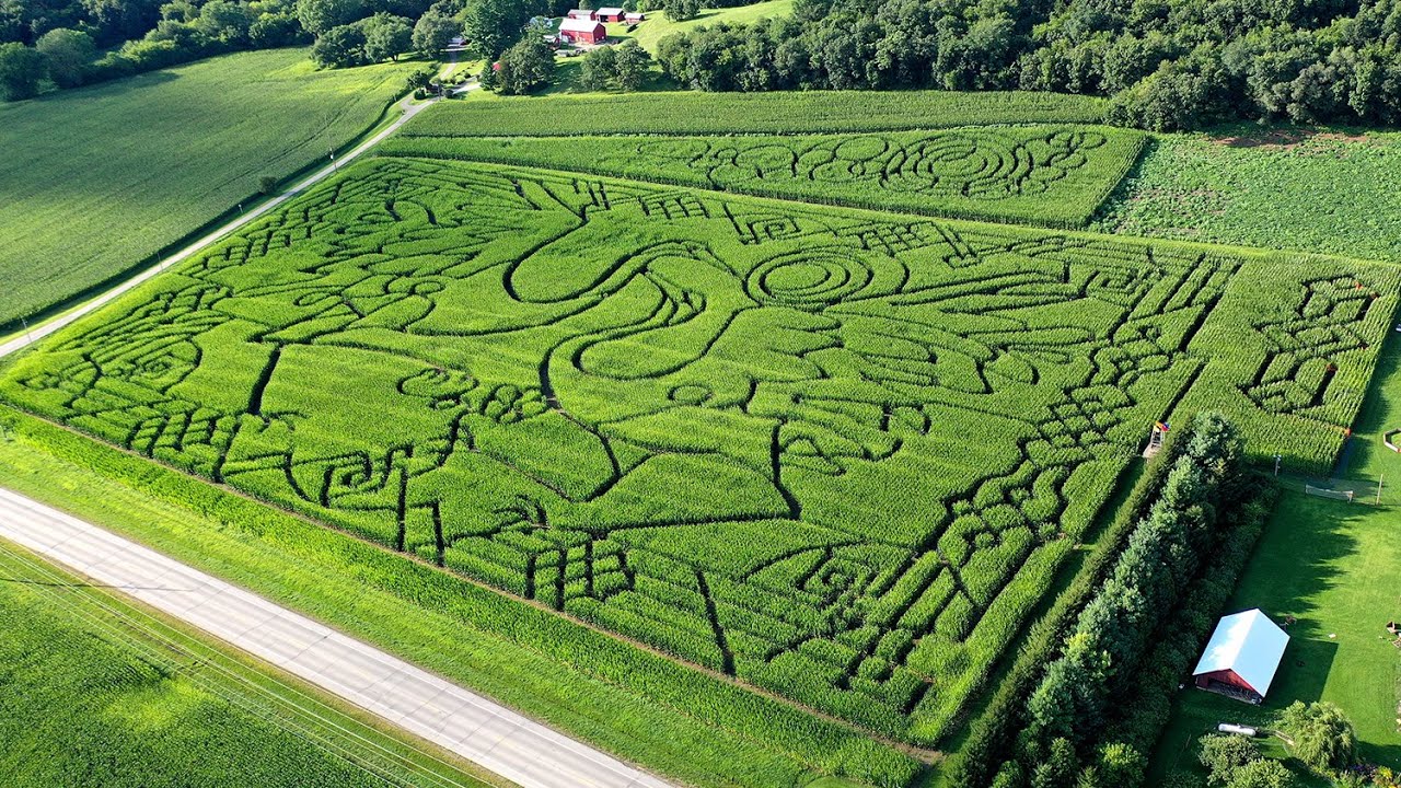 From mind to maze: The making of a corn maze