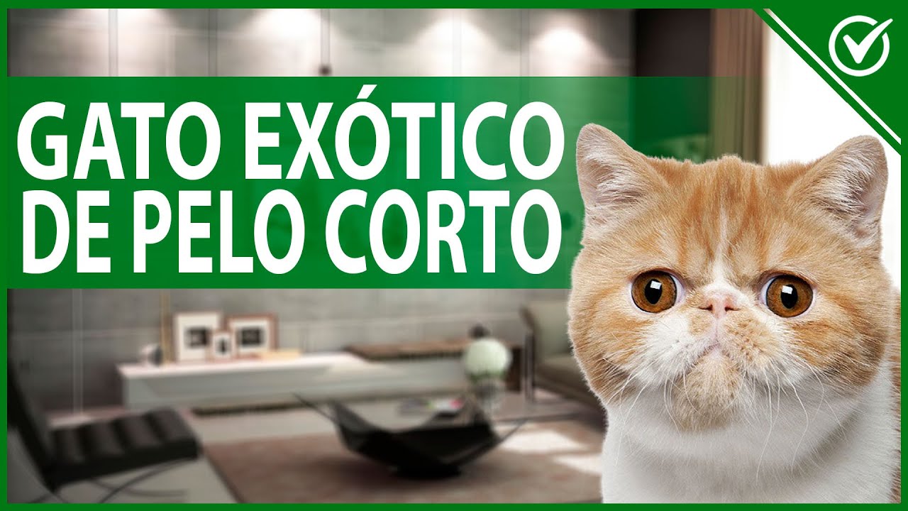 🐱 Gato Exótico de Pelo Corto - Origen, Características y Cuidados 🐱