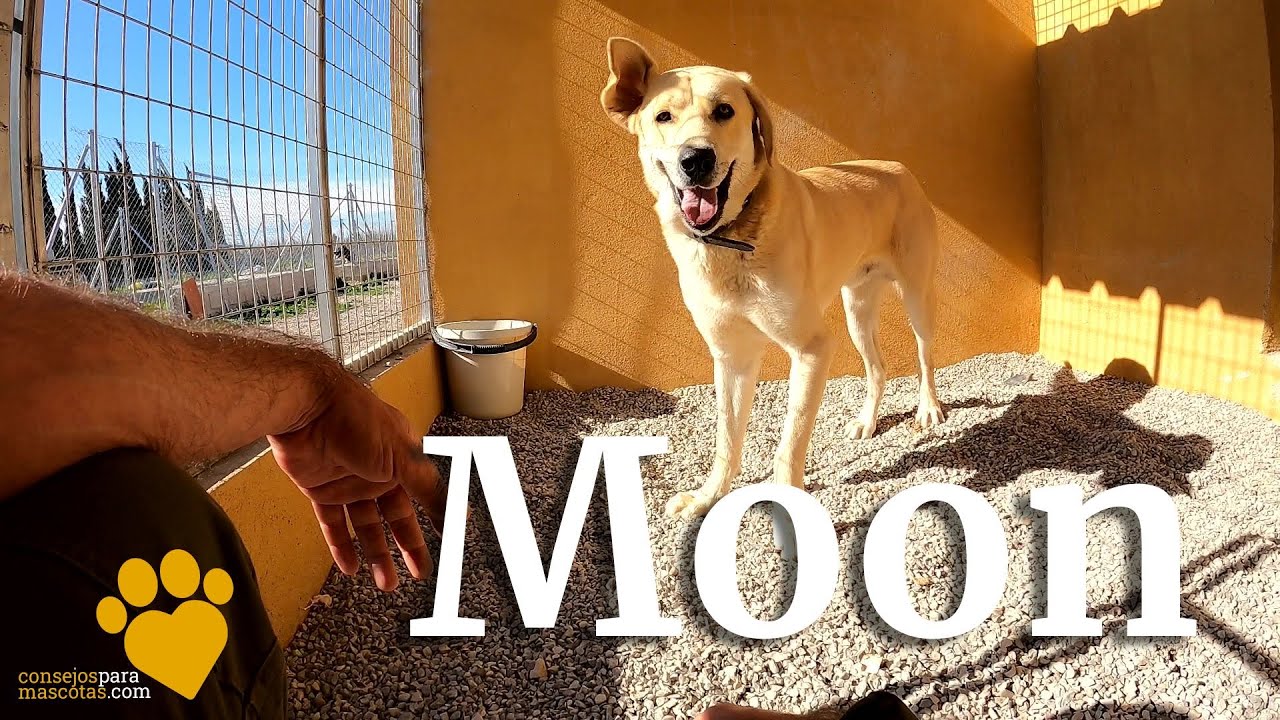 ¿Cómo ganarse la confianza de un perro asustado? - Ayudando en el Refugio de Animales
