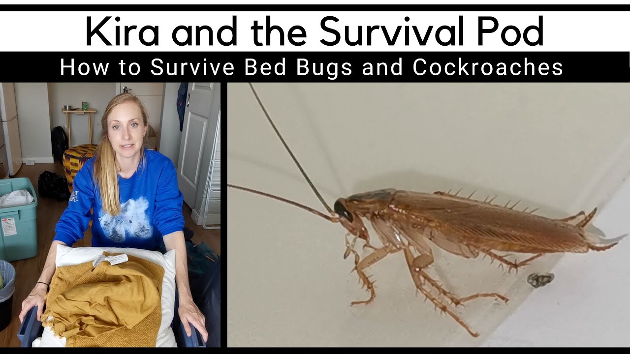 How to Survive Bed Bugs and Cockroaches