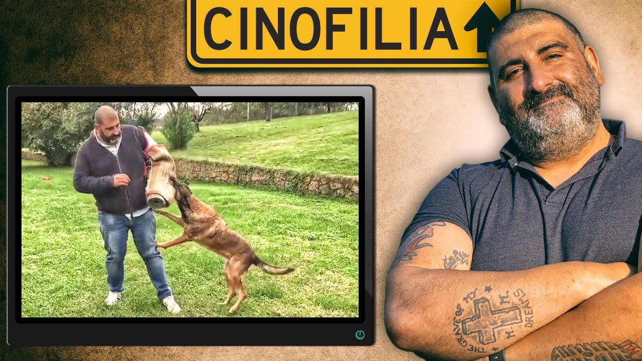 Perché i CANI MORDONO i BAMBINI? Perchè... *Dimostrazione Pratica*