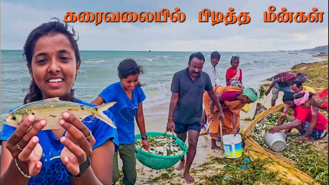 அடேங்கப்பா கரைவலையில் பிடித்த மீன்கள் 😱 #viral #entertainment #trending