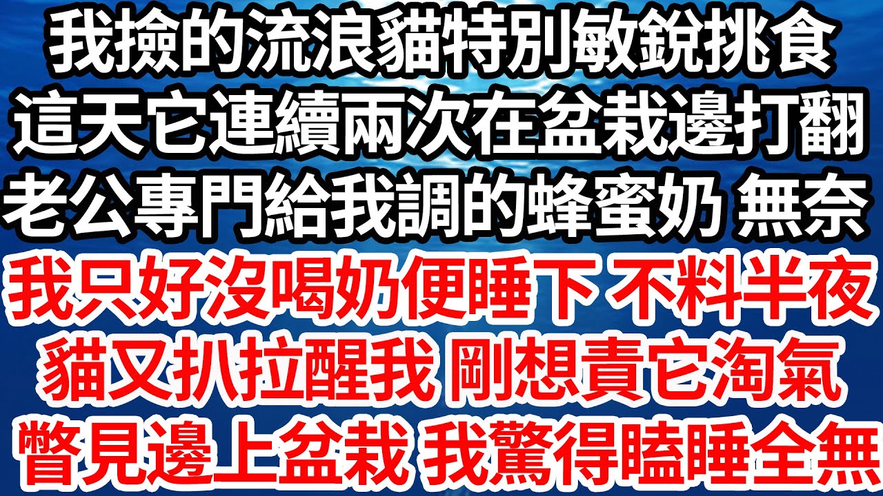 我撿的流浪貓特別敏銳挑食，這天它連續兩次在盆栽邊打翻，老公專門給我調的蜂蜜奶 無奈，我只好沒喝奶便睡下 不料半夜，貓又扒拉醒我 我剛想責它淘氣，瞥見邊上盆栽 我驚得瞌睡全無【倫理】【都市】
