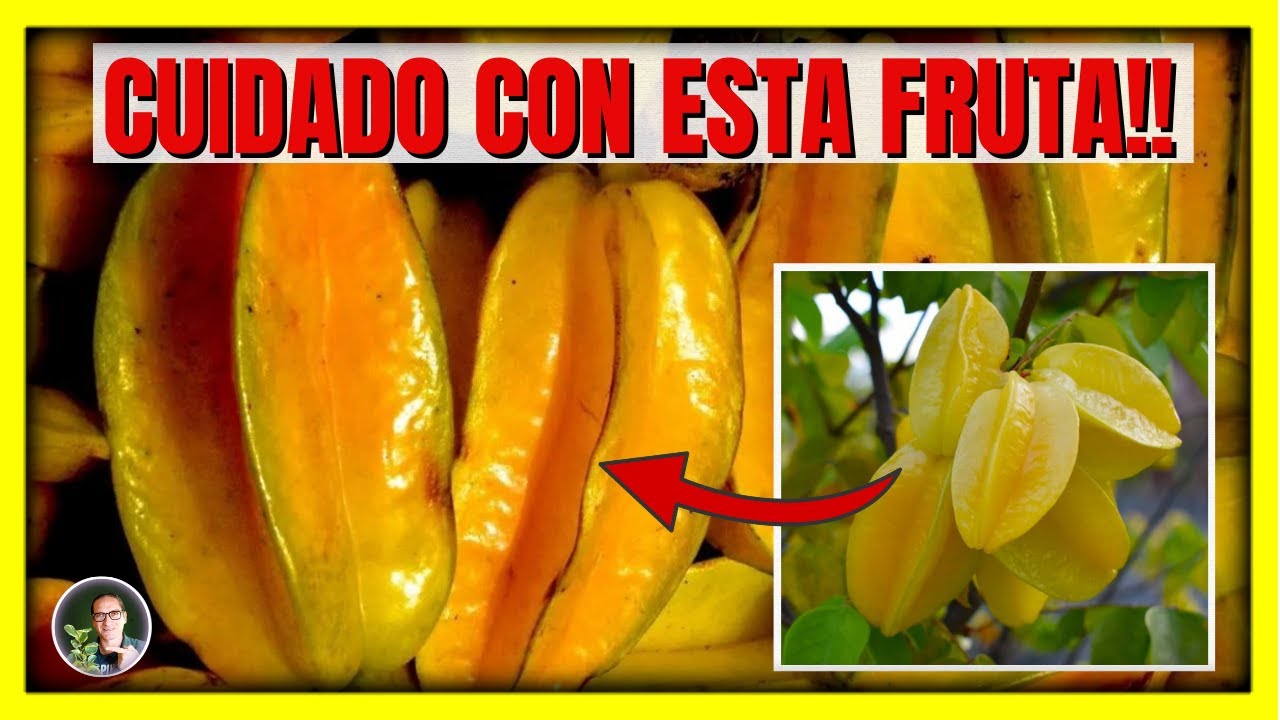 ¿PORQUE NO DEBEN CONSUMIR la fruta Estrella o Carambola algunas personas? | Gio de la Rosa