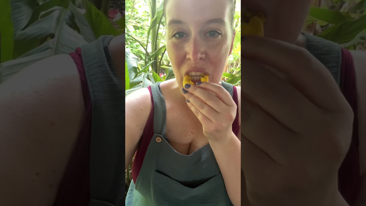 24 Hours Eating in Costa Rica #foodwanderer #whatieat #costarica #localspot #supportlocal #foodie