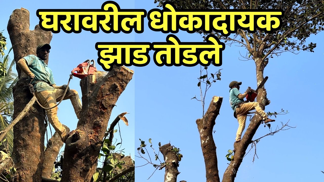 घरावरील धोकादायक झाड तोडले. आमच्या जुन्या घराचे बांधकाम. कोकणातील घर बांधकाम.